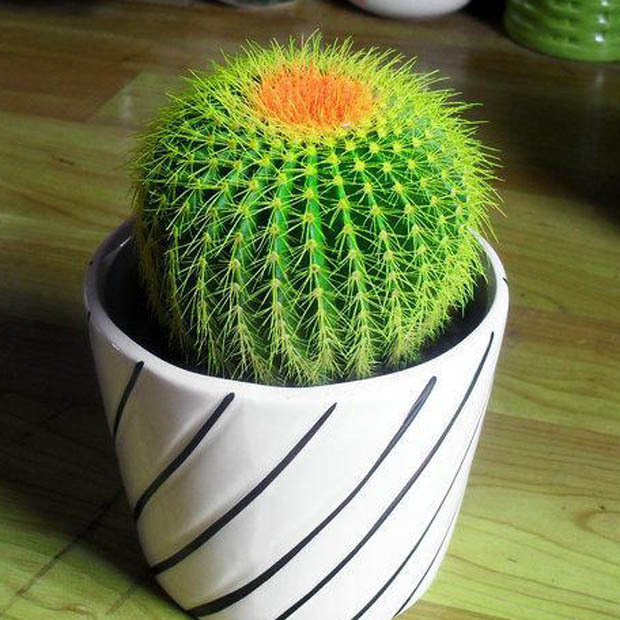 仙人球|下沙植物租赁