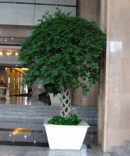 榕树笼|杭州植物租赁