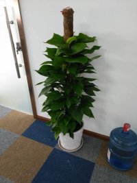 大绿萝|滨江植物租赁.