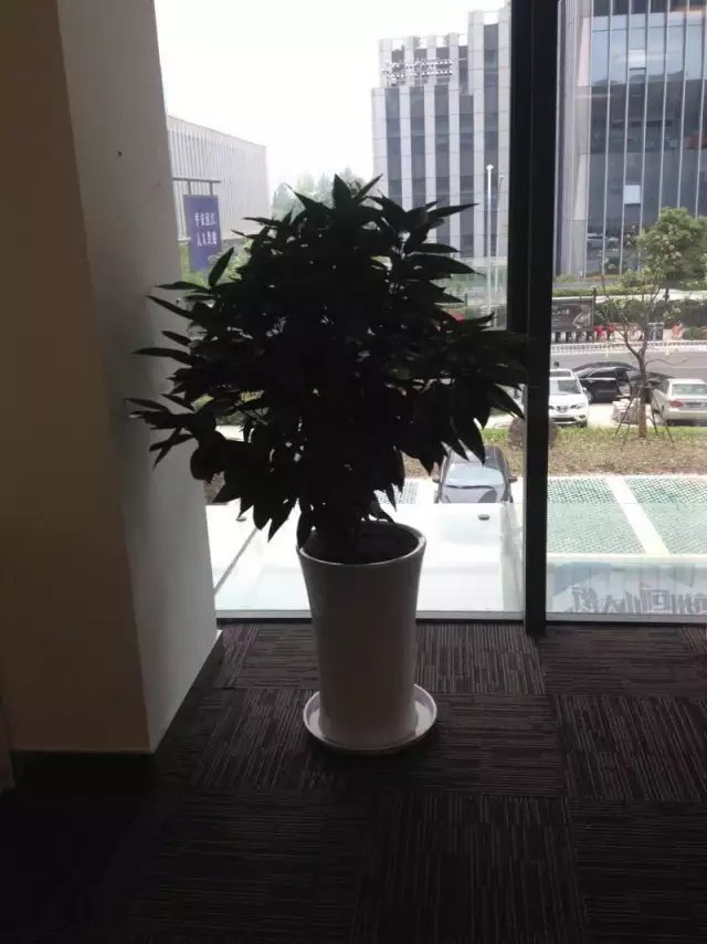 平安树|萧山植物租赁